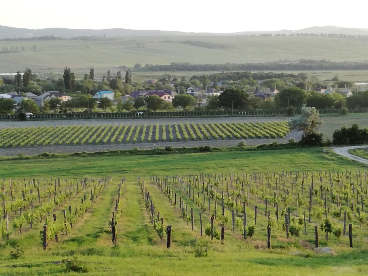 Виноградники под Анапой не хуже итальянских. Фото: Мир Квартир